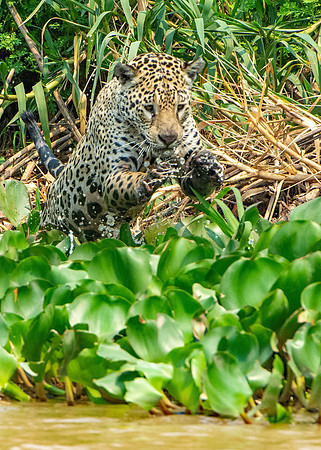 WLC_0355_Pixana 7A