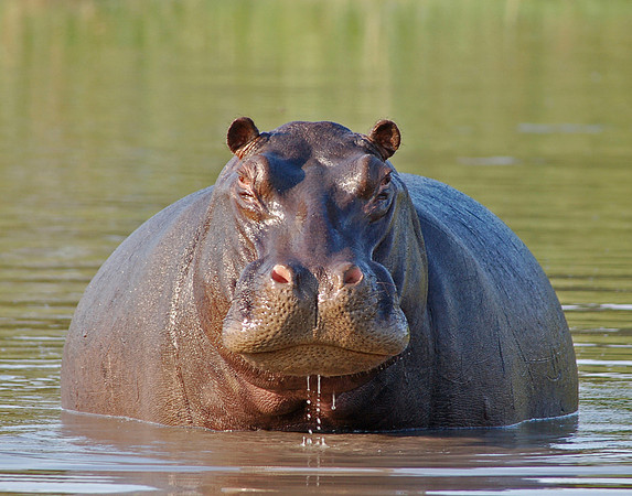 Dominant Male Hippo #2 - Okavango Delta, Botswana