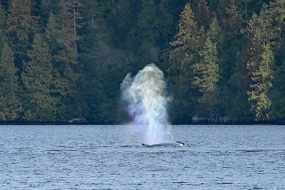 DSC_3768A