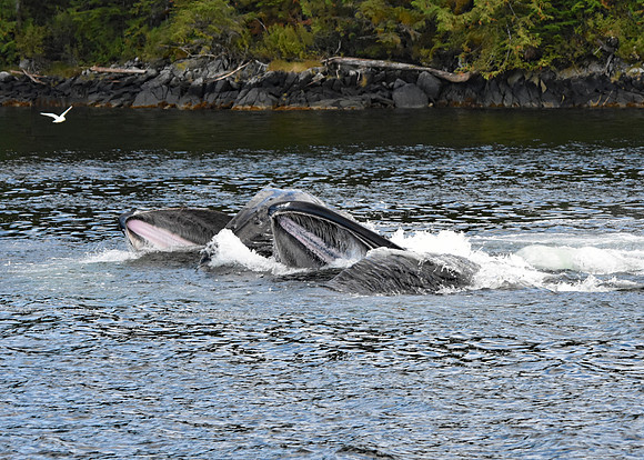 DSC_3878A