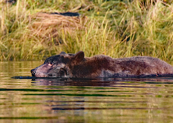DSC_4250A