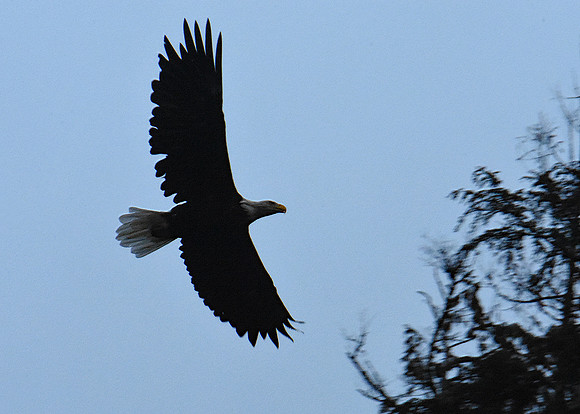 DSC_4746A