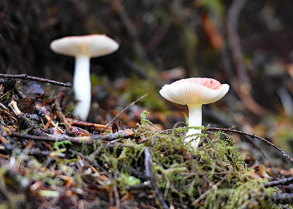DSC_5266A