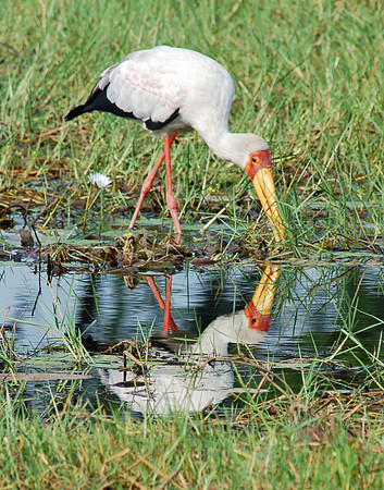 Yellow Billed Stork - Okavango Delta, Botswana