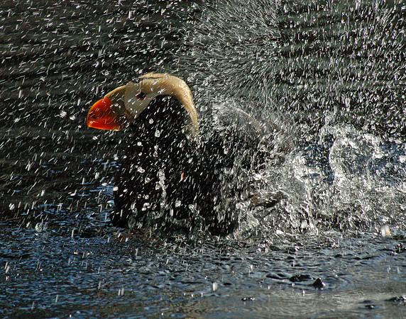 Splashin' Puffin - Kenai Fjords NP, Alaska