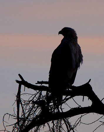 African Eagle - Tanzania