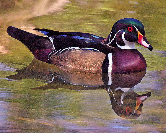 Wood Duck Watercolor