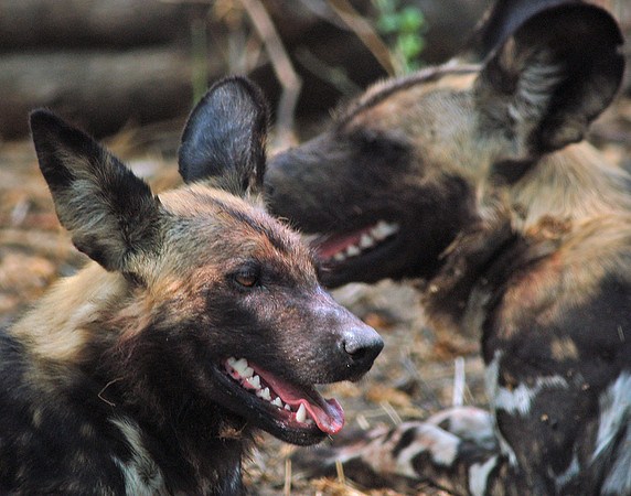African Wild Dogs #2 - Okavango Delta, Botswana