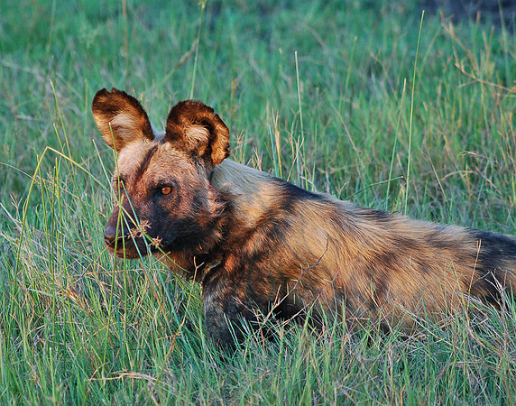 African Wild Dog  #4 - Okavango Delta, Botswana