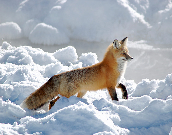 Red Fox #1 - Yellowstone NP, Wyoming