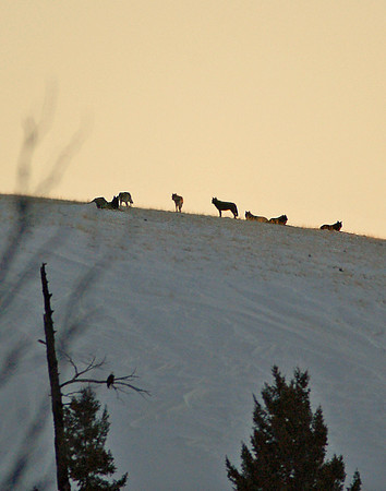 Blacktail Pack - Yellowstone NP, Wyoming