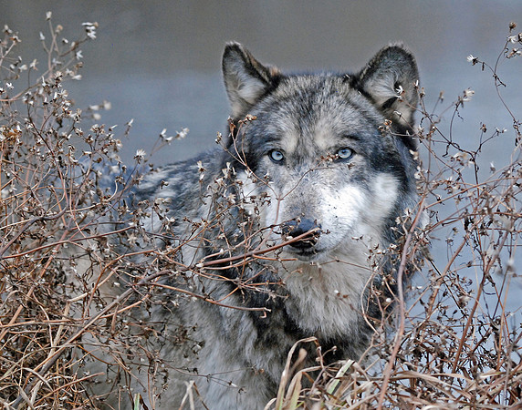 A Vield Threat - Grey Wolf, West Lafayette, Indiana