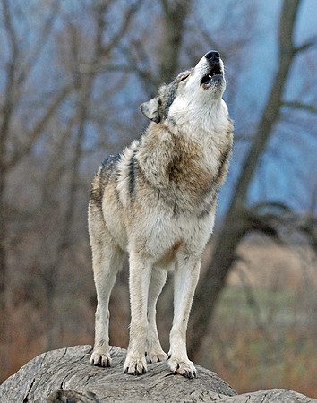 Calling the Pack - Grey Wolf, West Lafayette, Indiana