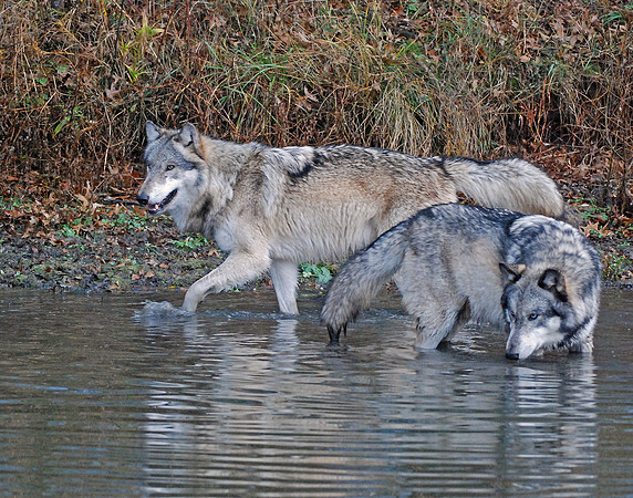 The River Patrol - Grey Wolves, West Lafayette, Indiana