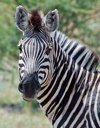 Zebra Portrait No.1 - Okavango Delta, Botswana