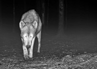 Wolf Camp Cam1
