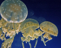 Jellyfish #2