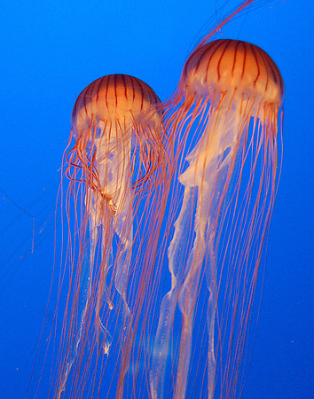 Jellyfish #1