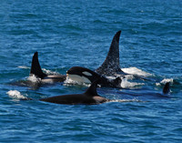 Orca's on the Prowl - Kenai Fjords NP, Alaska