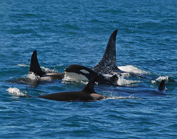 Orca's on the Prowl - Kenai Fjords NP, Alaska