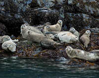 The Eyes Have It - Harbor Seals, Kenai Fjords NP, Alaska