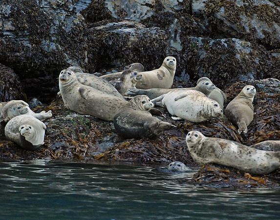 The Eyes Have It - Harbor Seals, Kenai Fjords NP, Alaska