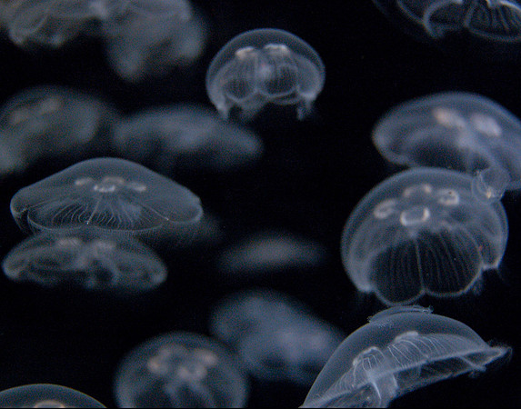 Jellyfish #3