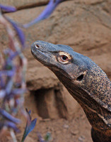 Komodo Dragon