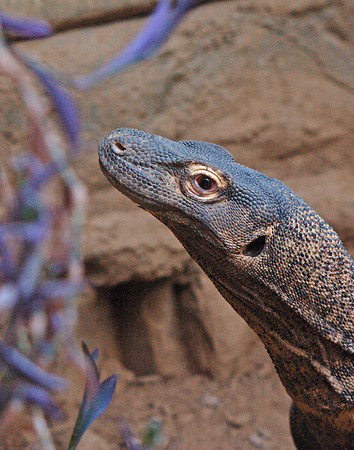 Komodo Dragon