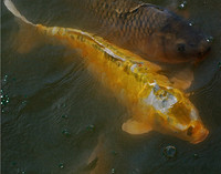 Japanese Carp Watercolor