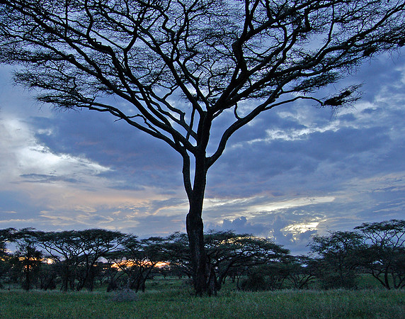 Tree of Life - Serengeti Plains, Tanzania