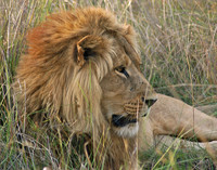 Lion in the Grass #3 - Okavango Delta, Botswana