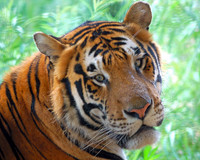 Tiger Portrait #1