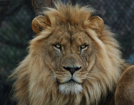 Majesty