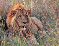 Lion in the Grass #1 - Okavango Delta, Botswana