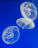 Jellyfish #4