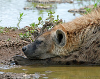 Restful Respite #2