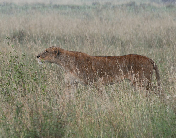 Stalk in the Storm #2 - Nairobi NP, Kenya