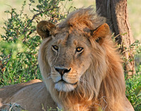 The Golden Boy #1 - Serengeti Plains, Tanzania