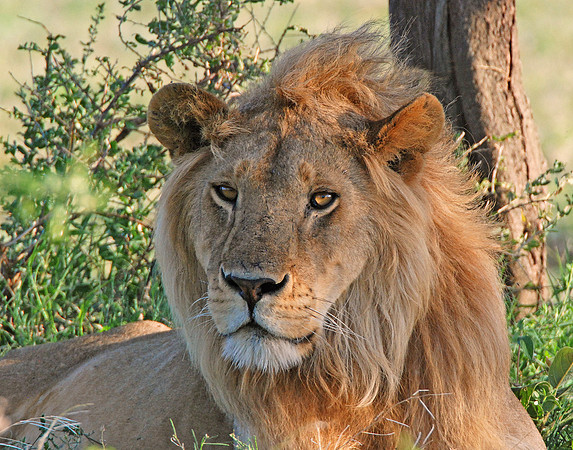 The Golden Boy #1 - Serengeti Plains, Tanzania