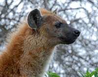Hyena Portrait #2