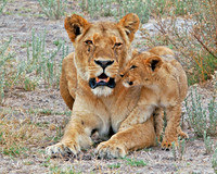 Lioness and Cub #1 - Okavango Delta, Botswana