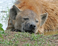 Restful Respite #1