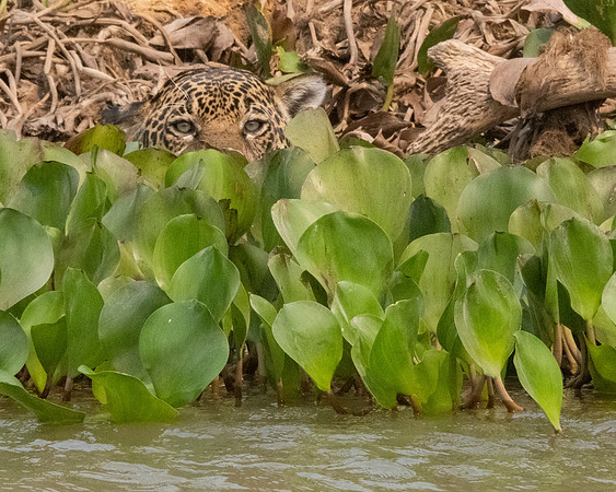 _WLC2942_Pixana 1