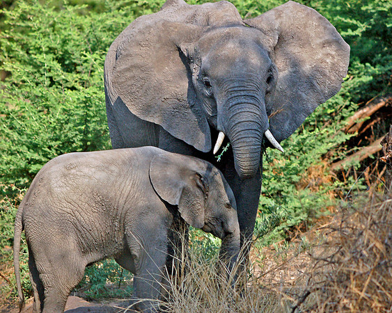 The Ellie Sisters - Okavango Delta, Botswana