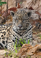 _WLC2159_Tingana 1