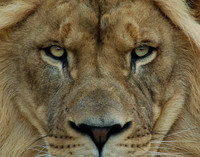 Sovereign's Stare