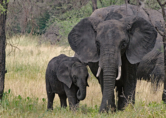 Protecting the Child - Serengeti NP, TanzaniaA