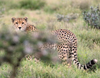 Cheeta Portrait #2 - Serengeti Plains, Tanzania