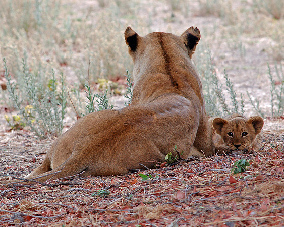 Youthful Curiosity - Okavango Delta, Botswana